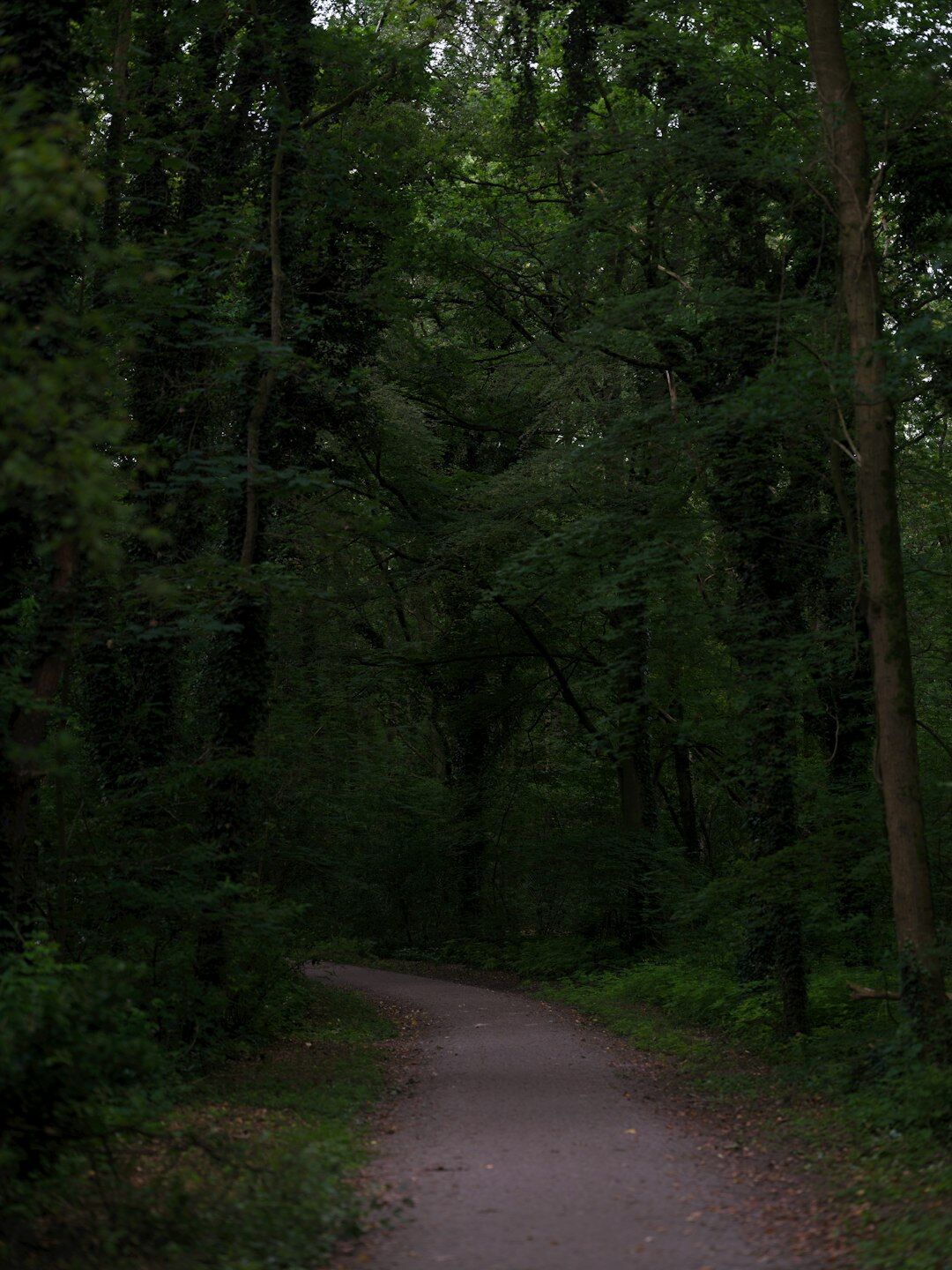 mysterious forest path