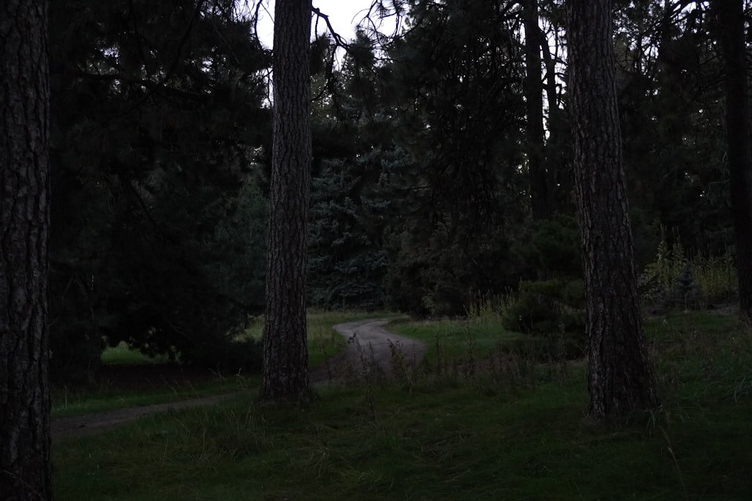 dark forest path at dusk
